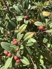 Frangula californica