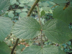 Pennisetia marginatum