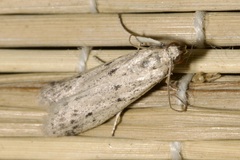 Homoeosoma nebulella