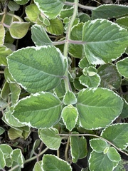 Coleus amboinicus
