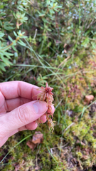 Sphagnum magellanicum