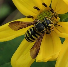 Paranthidium jugatorium