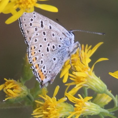 Lycaena alciphron