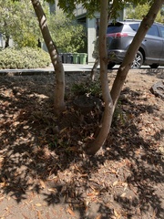 Umbellularia californica