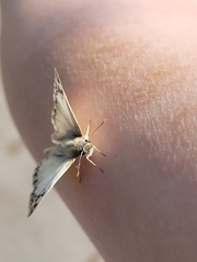 Heliopetes ericetorum