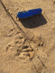 Procyon cancrivorus