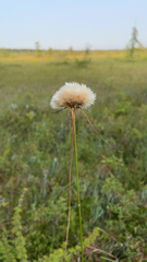 Eriophorum virginicum