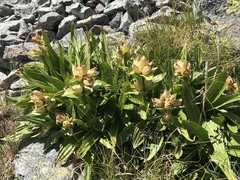 Gentiana punctata