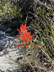 Castilleja