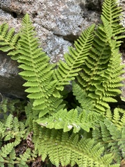 Dryopteris fragrans