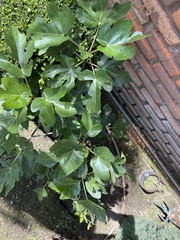 Ficus