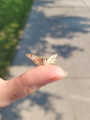 Heliopetes ericetorum