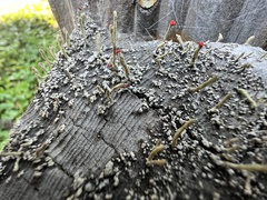 Cladonia macilenta