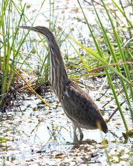 Botaurus lentiginosus