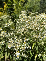 Doellingeria umbellata