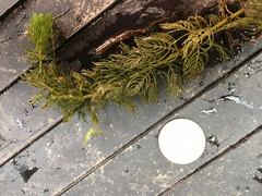 Myriophyllum sibiricum
