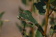 Thecabius populimonilis