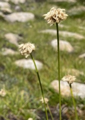 Eriophorum gracile