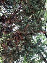 Taxus cuspidata