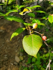 Viburnum cassinoides