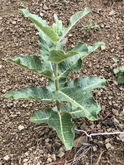 Asclepias hypoleuca