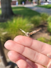 Heliopetes ericetorum