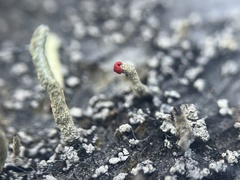 Cladonia macilenta