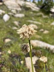 Eriophorum gracile