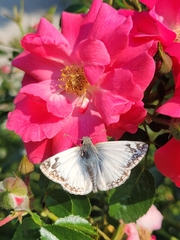 Heliopetes ericetorum