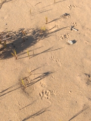Procyon cancrivorus