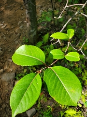 Viburnum cassinoides