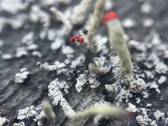 Cladonia macilenta