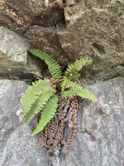 Dryopteris fragrans