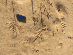 Procyon cancrivorus