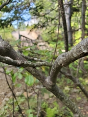 Viburnum cassinoides