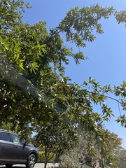 Umbellularia californica