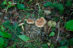 Collybiopsis peronata