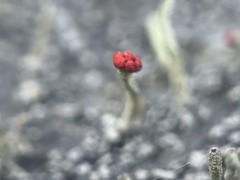 Cladonia macilenta