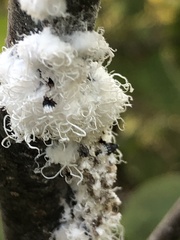 Prociphilus tessellatus