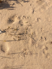 Procyon cancrivorus