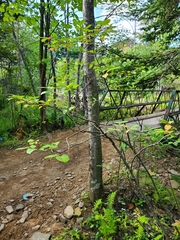 Viburnum cassinoides