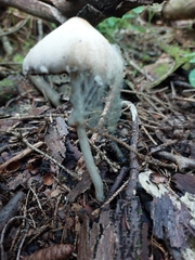 Collybiopsis peronata