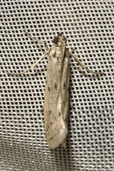 Homoeosoma nebulella