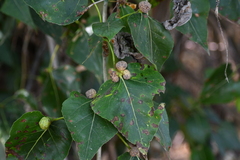 Pemphigus populicaulis