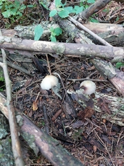 Collybiopsis peronata