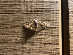 Stenoporpia macdunnoughi