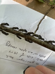 Cerastipsocus venosus