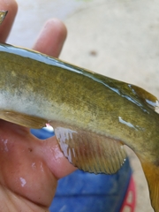 Ameiurus brunneus