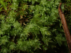 Mniaceae