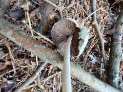 Collybiopsis peronata